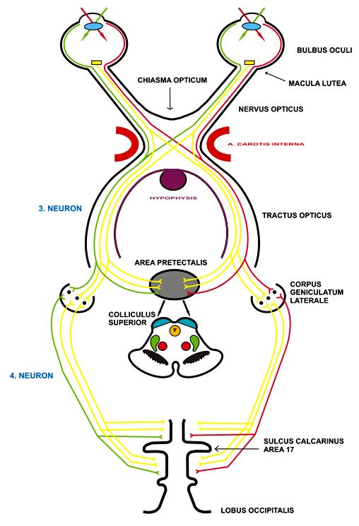 3 který jde do brachium colliculi superioris a jehož některá vlákna končí v colliculus superior tecti. Další vlákna se oddělují jako radix optica mesencephalica a radix optica hypothalamica.