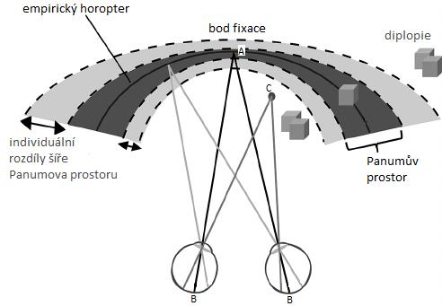 12 Obrázek 4: Horopter a Panumův prostor 4.3 Stereoskopická paralaxa Při zaostřování na daný bod se oči stáčí tak, aby jejich optické osy tento bod protínali.