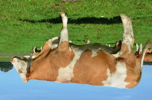 Číslo : 146702 972 CZ Jméno : RENATA AGRO P Chovatel : AGRO Březová s.r.o. Dat.nar. : 16.01.