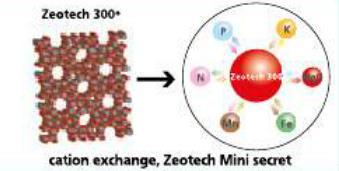 ZEOTECH MINI ROOTER New turf establishment root elongation NPK 10-15-10 + 2Mg 10% celkového N 10% amonný N 15% P 2 0 5 fosfát 10% K20 oxid draselný 2% MgO oxid hořečnatý 10% zeolit Zeotech 300