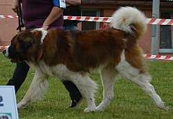 , Majitel: Kaňoková Michaela Velký mohutný pes, správný formát, výborná konstituce, dobrá horní linie, u hlavy trochu volnější pysky, rovný