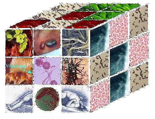 Přehled mikrobů Mikrobiologie (a imunologie)