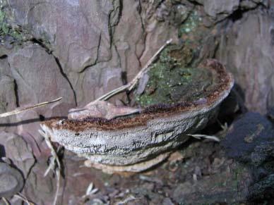 Phellinus