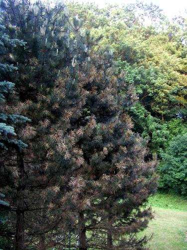 Ascocalyx