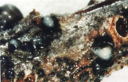 Ascocalyx