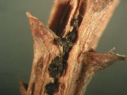 Ascocalyx