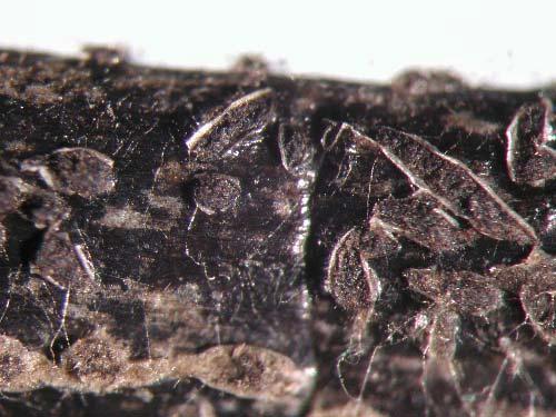 Cenangium
