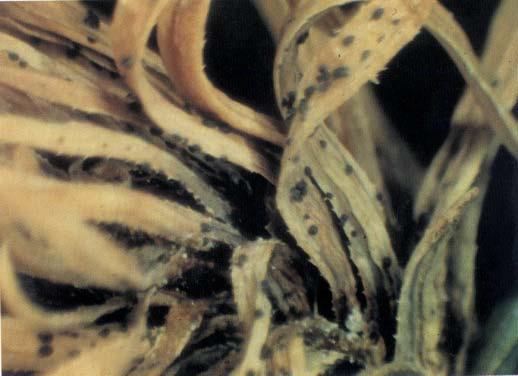 Sirococcus