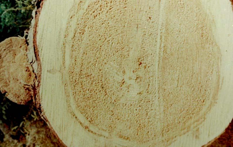 Phellinus