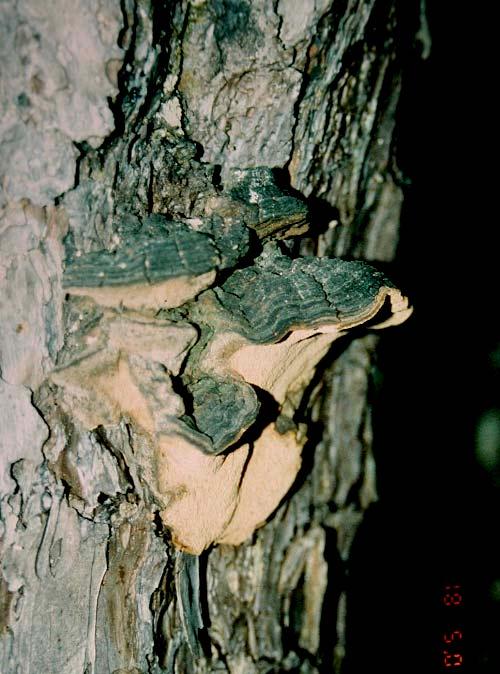 Phellinus