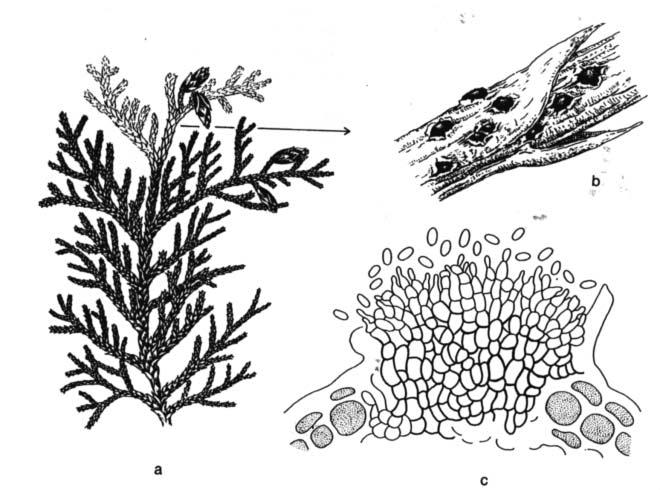 Kabatina