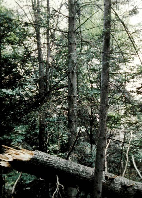 Phellinus