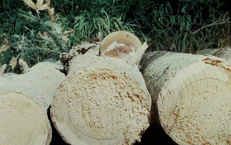 Phellinus