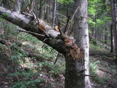Phellinus