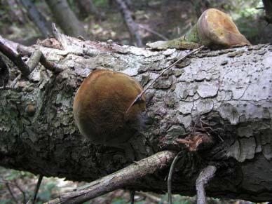 Phellinus