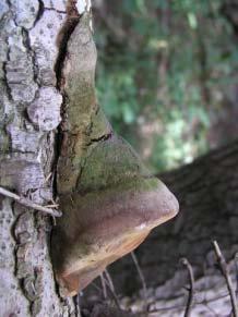Phellinus