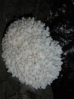 Hericium