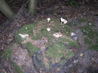 Lentinus
