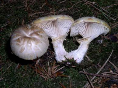 Lentinus