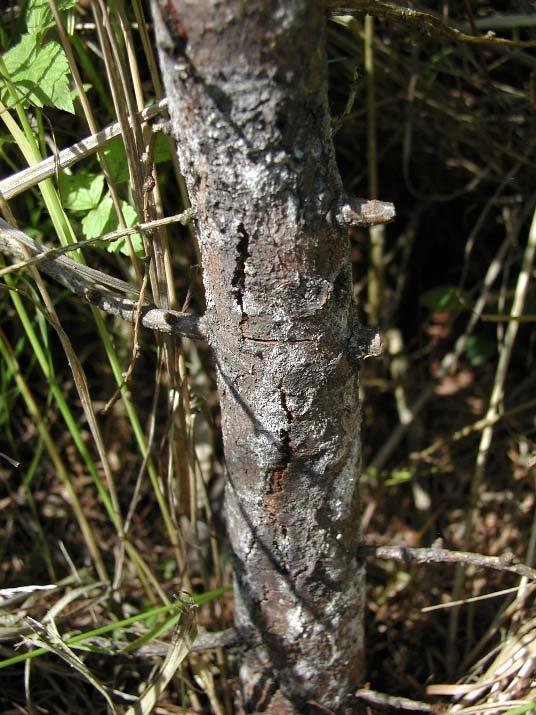 Chřadnutí