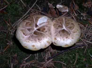 Lentinus