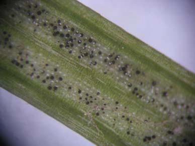 Phaeocryptopus