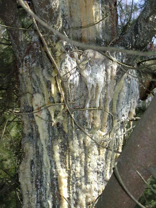 Cronartium