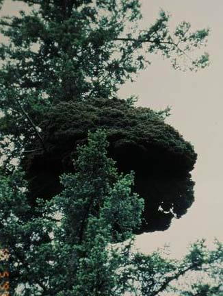 Čarověník
