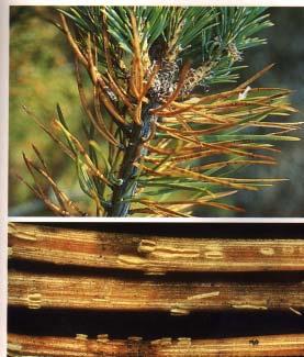 Cyclaneusma minus Především na odumřelých jehlicích borovice černé Pinus nigra.