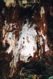 borovici