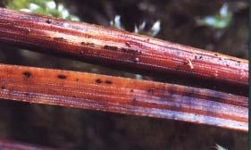 oválná černá hysterothecia protáhlá 70-110 x 2 µm se tvoří na opadlých jehlicích, na kterých jsou rovněž zřetelné černé linie (obr.