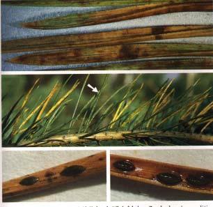 Lophodermium seditiosum Minter, Staley & Millar Substrát: podobně jako L. pinastri - dvoujehličkové borovice Pinus sylvestris, P. nigra a. P.mugo.