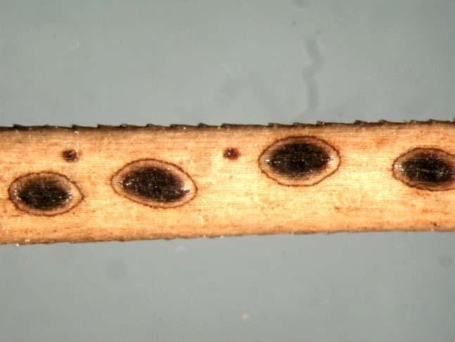 Hypoderma
