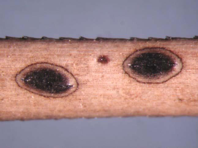 Hypoderma