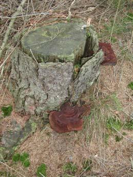 Phaeolus