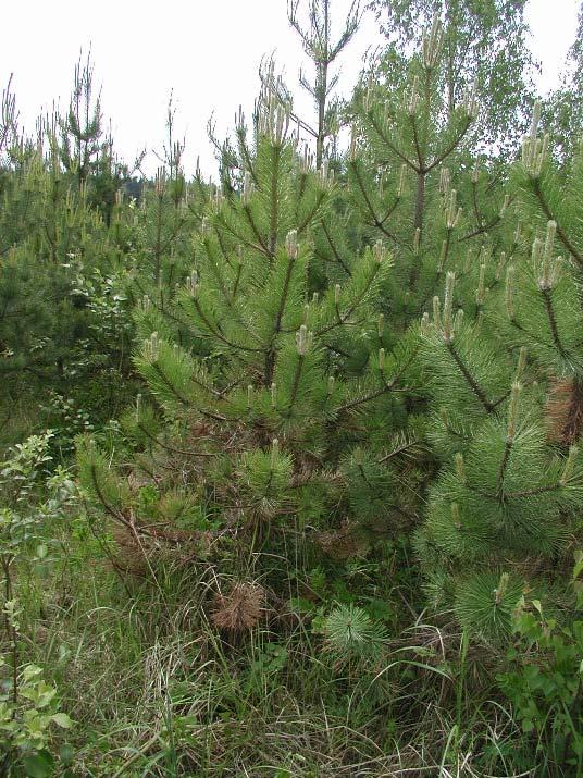Mycosphaerella