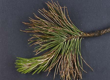 Mycosphaerella