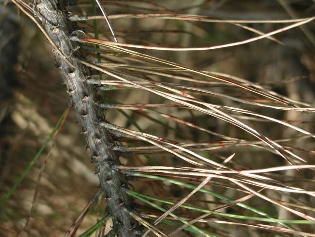 Mycosphaerella