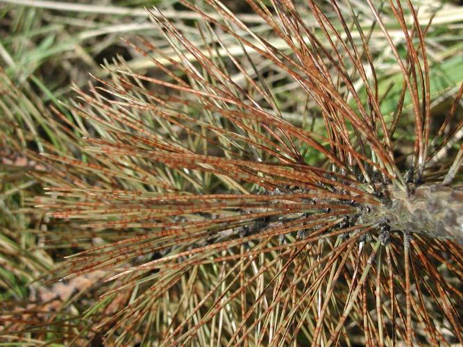 Mycosphaerella