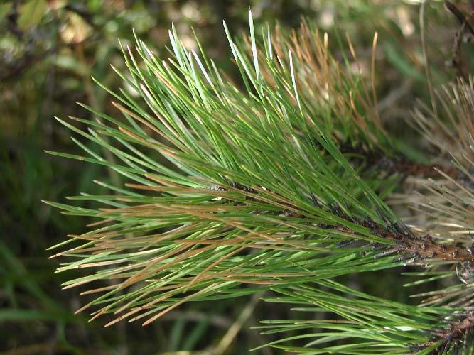 Mycosphaerella