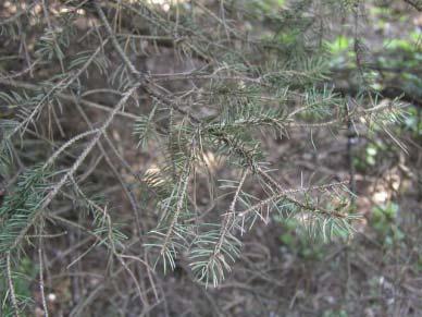 Mycosphaerella pini E.