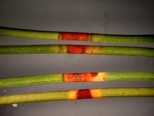 Mycosphaerella