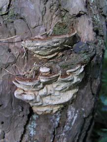 Phellinus