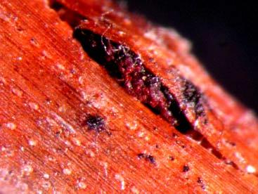 Mycosphaerella