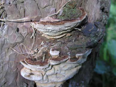 Phellinus