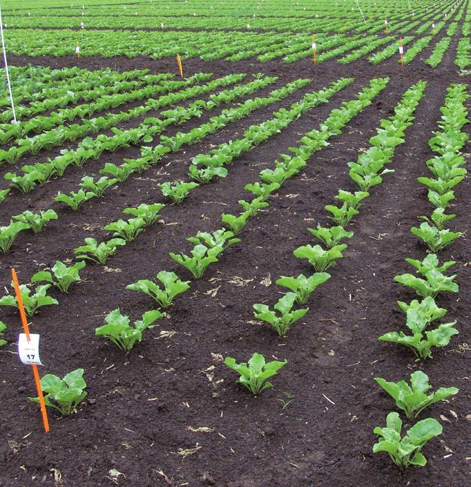 Strategie při výběru odrůd cukrové řepy: osvědčené nebo nové odrůdy? STRATEGY IN SELECTION OF SUGAR BEET VARIETIES: WELL-ESTABLISHED OR NEW VARIETIES?