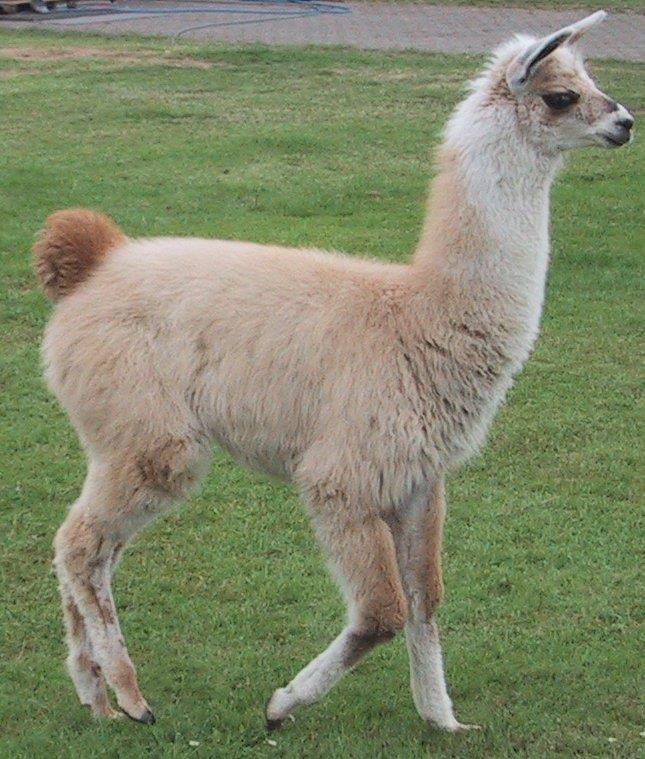 lama