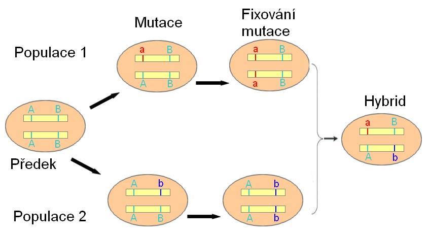2. Hybridní sterilita a neživotaschopnost Vysvětlení vzniku hybridní sterility a neživotaschopnosti nabízí model Dobzhansky-Muller, který byl formulován dokonce třikrát nezávisle na sobě (Bateson,