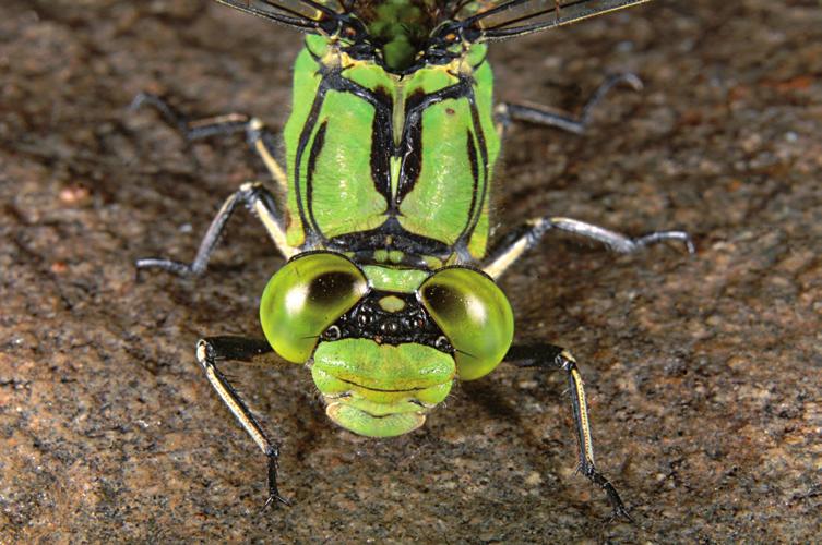 Z potvrzeného výskytu 40 druhů savců stojí za zmínku netopýři, např. netopýr rezavý (Nyctalus noctula), n. večerní (Epte sicus serotinus), n. hvízdavý (Pipistrellus pipistrellus), n.