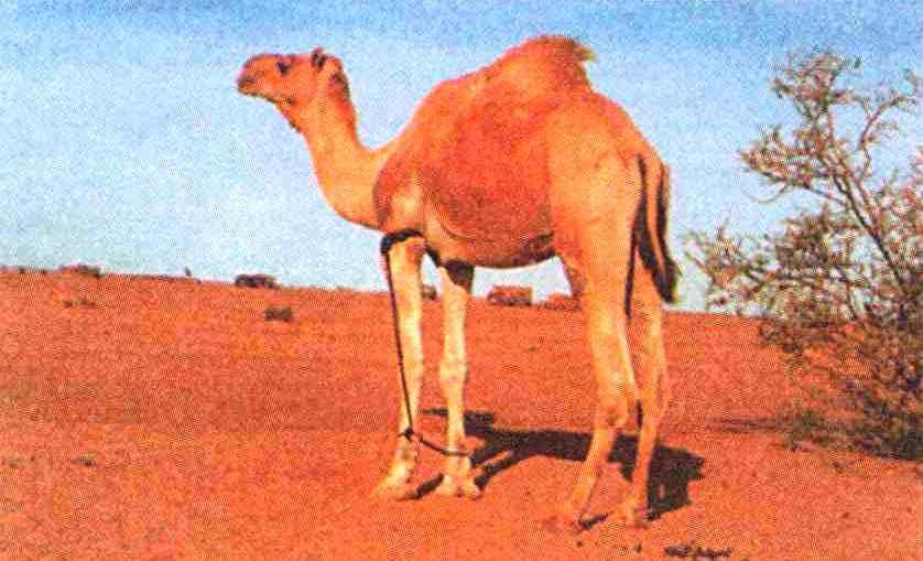 pokožka, voskové listy, schopnost získat vodu z velkých hloubek) živočišstvo je na poušti velmi chudé mnozí živočichové se během dne ukrývají